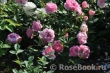 Boscobel