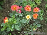 Sunshine Babylon Eyes ® Sunshine Babylon Eyes ®