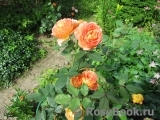 Lady of Shalott Lady of Shalott