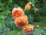 Lady of Shalott Lady of Shalott