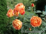 Lady of Shalott Lady of Shalott