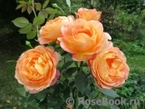 Lady of Shalott Lady of Shalott