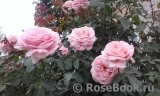 Frederic Mistral® Frederic Mistral®