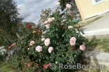 Frederic Mistral® Frederic Mistral®