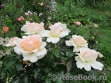 Chandos Beauty Chandos Beauty