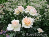 Chandos Beauty Chandos Beauty