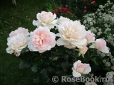 Chandos Beauty Chandos Beauty
