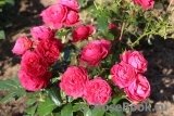 Cherry Girl ® Cherry Girl ®