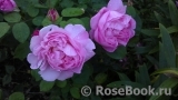 Mary Rose Mary Rose