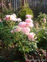The Alnwick Rose The Alnwick Rose
