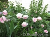 Hans Gonewein Rose Hans Gonewein Rose