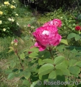 Belle de Segosa® Belle de Segosa®