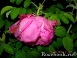 Romantic Roadrunner ® Romantic Roadrunner ®