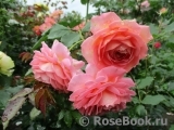 Jubilee Celebration® Jubilee Celebration®