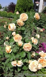 Crown Princess Margareta® Crown Princess Margareta®