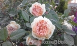 Crown Princess Margareta® Crown Princess Margareta®