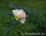 Uetersener Klosterrose Uetersener Klosterrose
