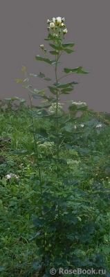 Uetersener Klosterrose Uetersener Klosterrose