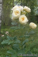 Uetersener Klosterrose Uetersener Klosterrose