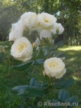 Uetersener Klosterrose Uetersener Klosterrose