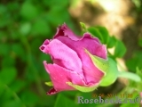 Romantic Roadrunner ® Romantic Roadrunner ®