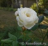 Uetersener Klosterrose Uetersener Klosterrose