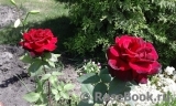 Black Baccara Black Baccara
