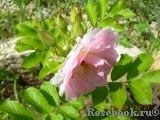 Ritausma