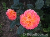 Gartenspass ® Gartenspass ®