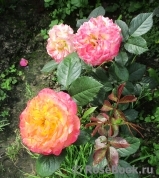 Gartenspass ® Gartenspass ®