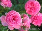 Rosarium Uetersen Rosarium Uetersen