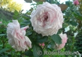Kordes' Rosenfaszination ® Kordes' Rosenfaszination ®