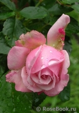 Kordes' Rosenfaszination ® Kordes' Rosenfaszination ®