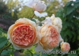 Crown Princess Margareta® Crown Princess Margareta®