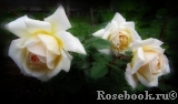 Crocus Rose® Crocus Rose®