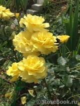 Friesia Friesia