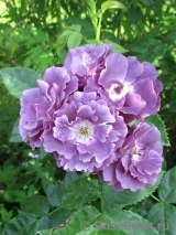 Rhapsody in Blue Rhapsody in Blue