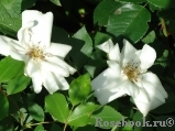 Morden Snowbeauty Morden Snowbeauty
