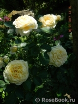 Cream Abundance Cream Abundance