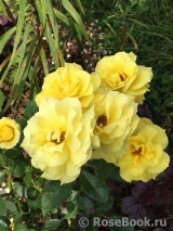 Friesia Friesia