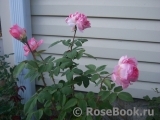 Comtesse de Provence®