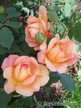 Lady of Shalott Lady of Shalott