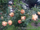 Lady of Shalott Lady of Shalott