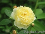 Friesia Friesia