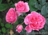 Rosarium Uetersen Rosarium Uetersen