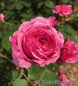 Morden Ruby Morden Ruby