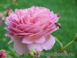 Jubilee Celebration® Jubilee Celebration®