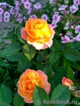 Rosemary Harkness Rosemary Harkness