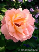 Rosemary Harkness Rosemary Harkness