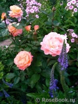 Rosemary Harkness Rosemary Harkness
